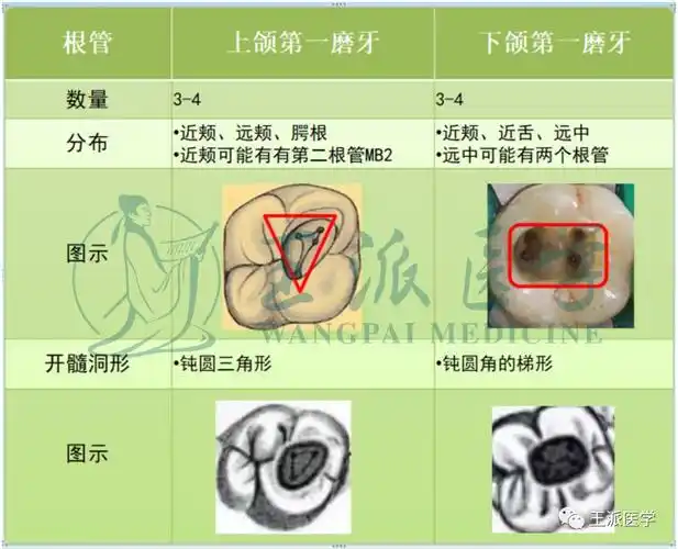 拿下口腔技能磨牙开髓术20分的绝杀秘技在这里