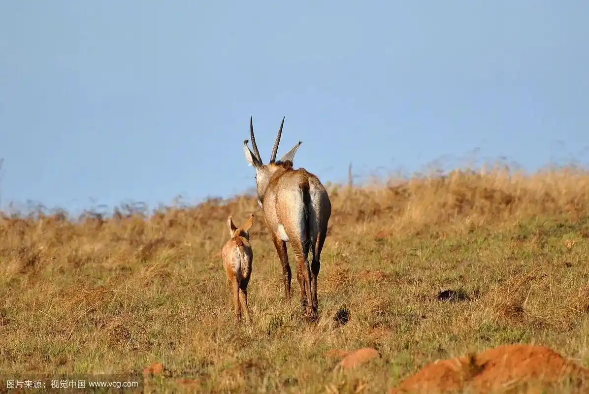 插画 #羚羊母子 - 抖音