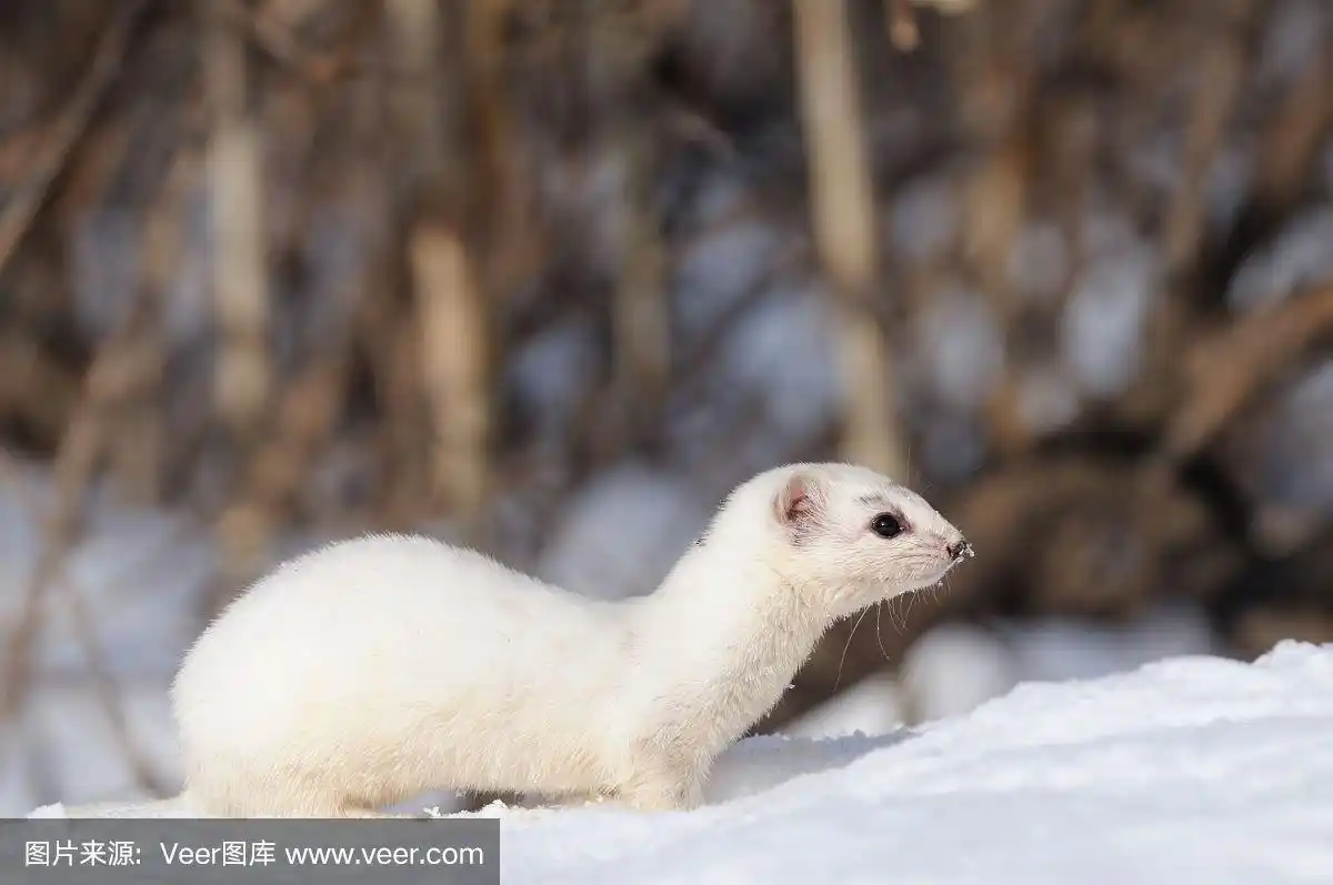 侧面的白色最少黄鼠狼对灌木丛