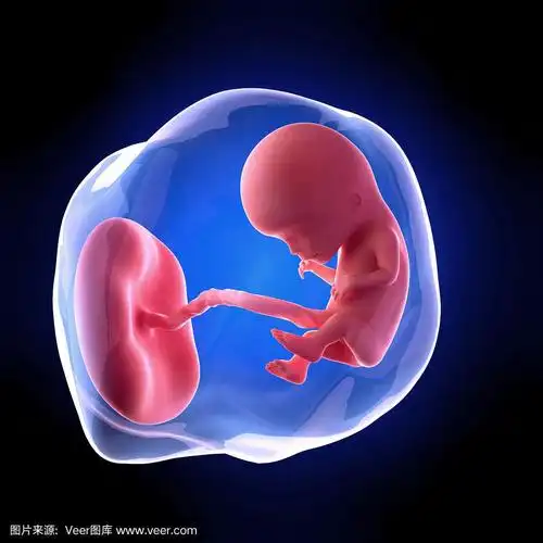 人类胎儿- 12周