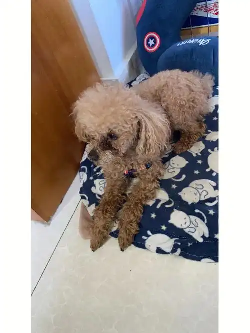 老公上班族,没有时间溜狗,而且狗孩特别喜欢吃人吃的东西,有一次婆婆