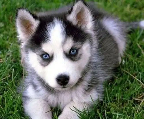 世界三大绝不咬人的狗拉布拉多哈士奇金毛温顺至极