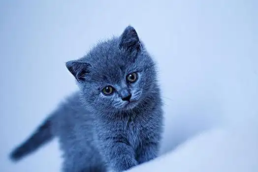 蓝猫图片_蓝猫图片大全_蓝猫图片下载