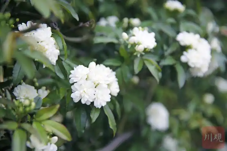 c视觉|西昌:七里香花开成瀑 仙气飘飘 - 川观新闻