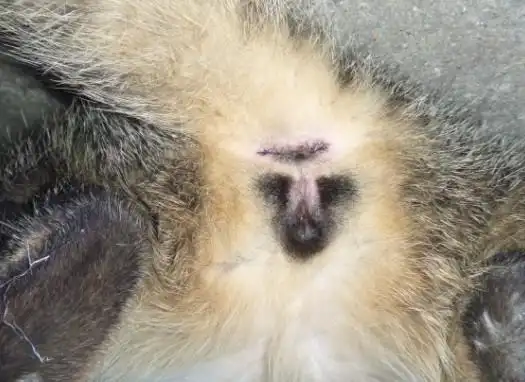 帮忙鉴别一下是公猫还是母猫