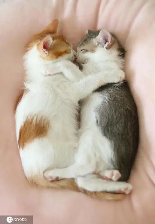 动物情侣拥抱秀恩爱图片动物恩爱图片唯美照片