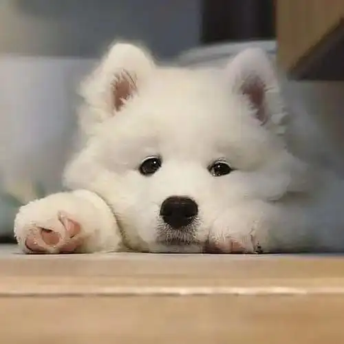 萌狗微信头像_头像图片_扣扣乐园