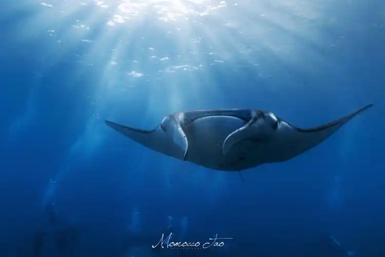 manta 拍摄于印度尼西亚巴厘岛,大魔鬼一鱼manta
