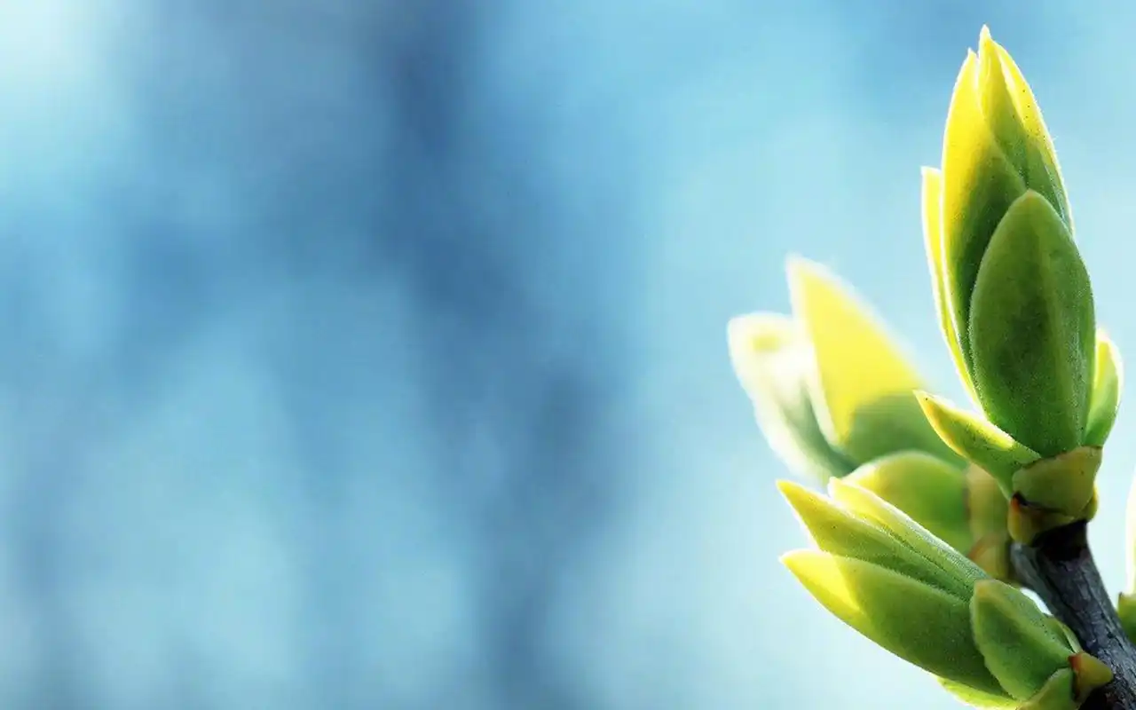 小清新养眼植物图片高清壁纸~~分享一组小清新绿色植物图片壁纸给大家