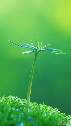 高清微信护眼图