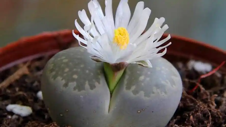 百花诗集之二七零《石头花》