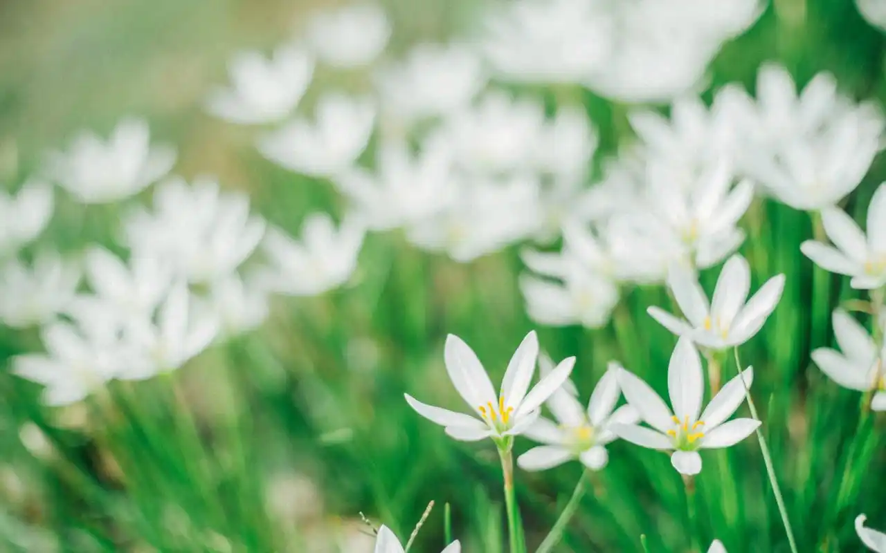 小清新自然花卉唯美花朵高清桌面壁纸
