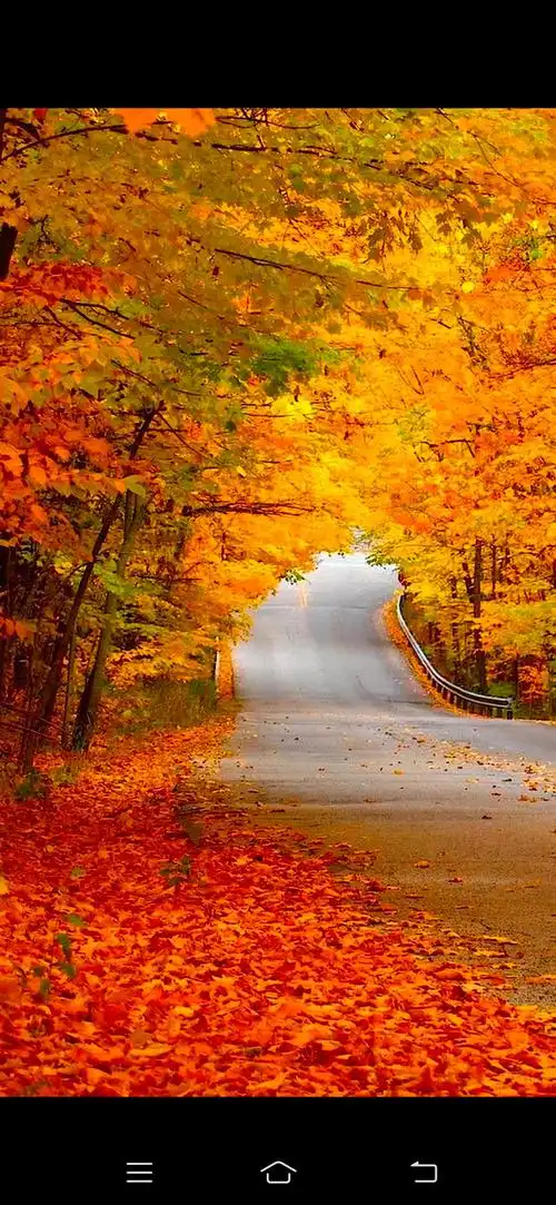 秋风落叶随风而去人生何己皆是回忆