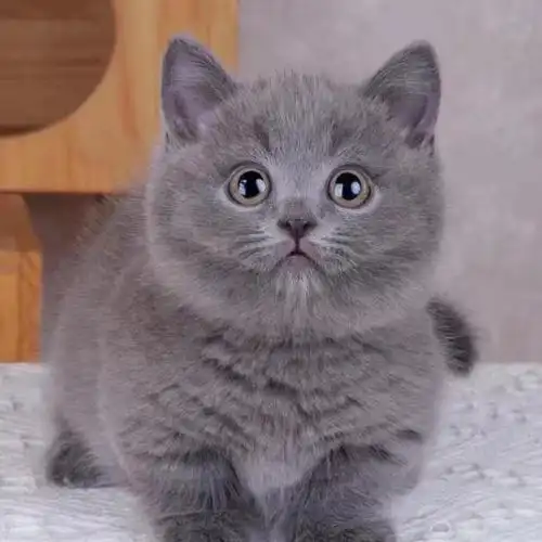 英短蓝猫幼猫纯种蓝白-特价促销-优惠券领取-价格|多少钱|什么牌子好