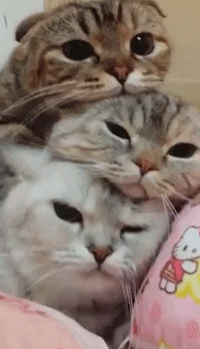 猫咪叠罗汉 gif_猫咪_叠罗汉_gif表情