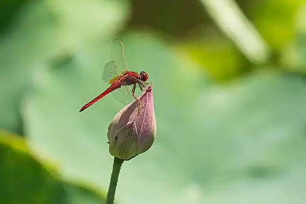 小荷蜻蜓图片_图片大全