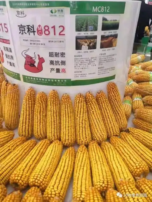 国审超级玉米新品种—京科mc812