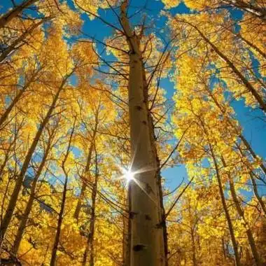 妈妈头像唯美风景花草中年人爸爸妈妈喜欢的头像