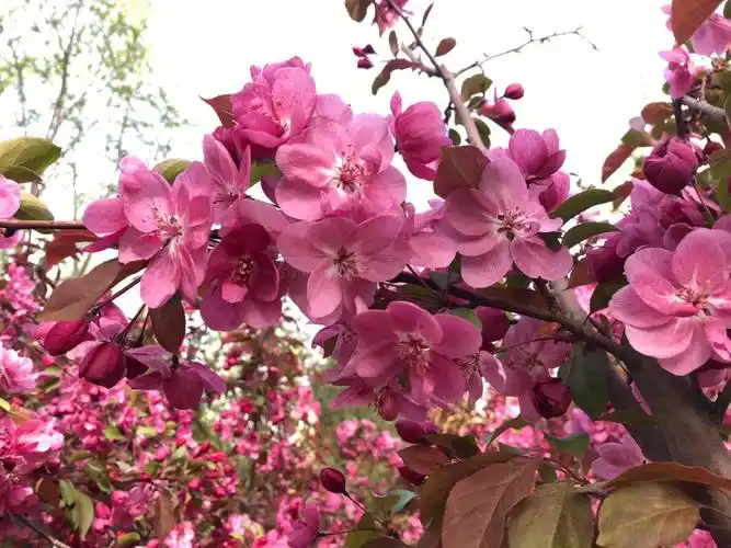 疫情下的海棠绽放花开绚丽