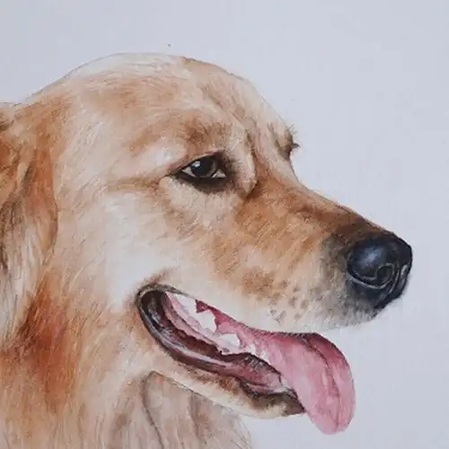 王玉伟《金毛》纸本水彩送装裱