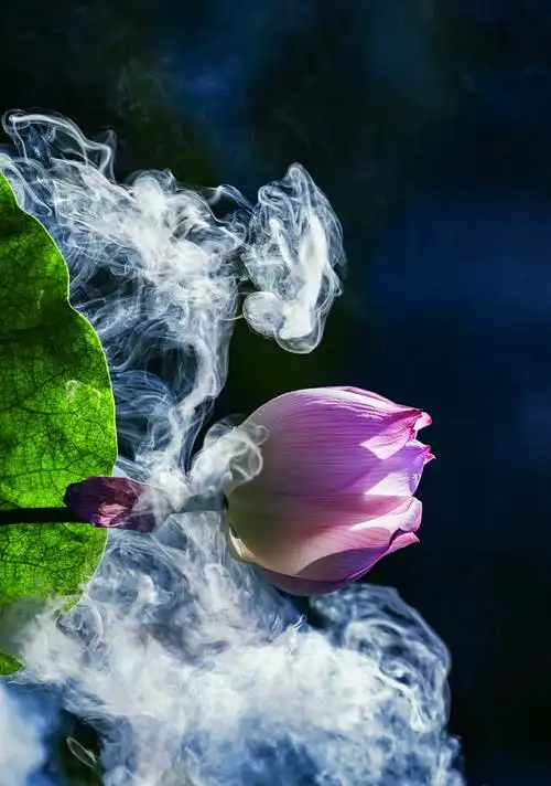 不光想像荷花一样出污泥而不染,更想修身修心修性直奔西方极乐世界