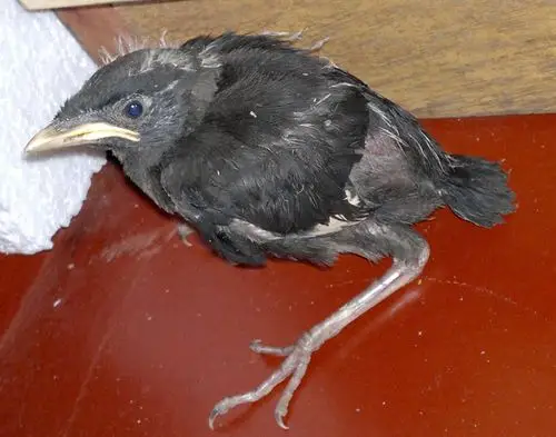 体长大约六七厘米,在网上查了一下和喜鹊的幼鸟不太像,不会是乌鸦吧