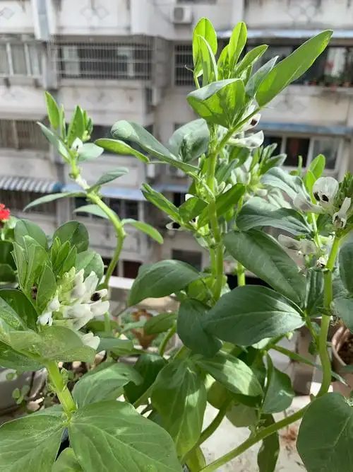 海曙中心小学405班 蚕豆生长记 21号王语冰 - 美篇