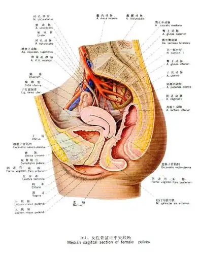 经腹全子宫 双附件切除