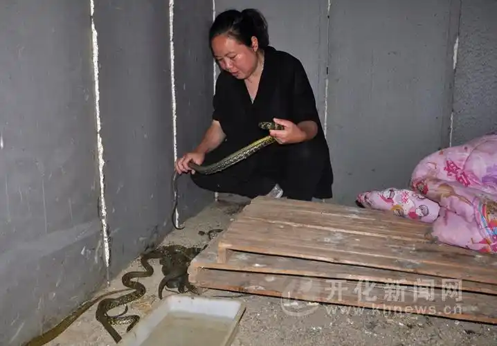 开化农家美女与蛇共舞