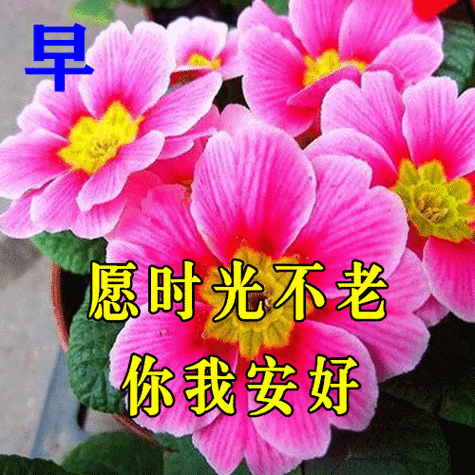 2021好看的夏日早安问候语配动态鲜花图片创意免打字夏天清晨早上好