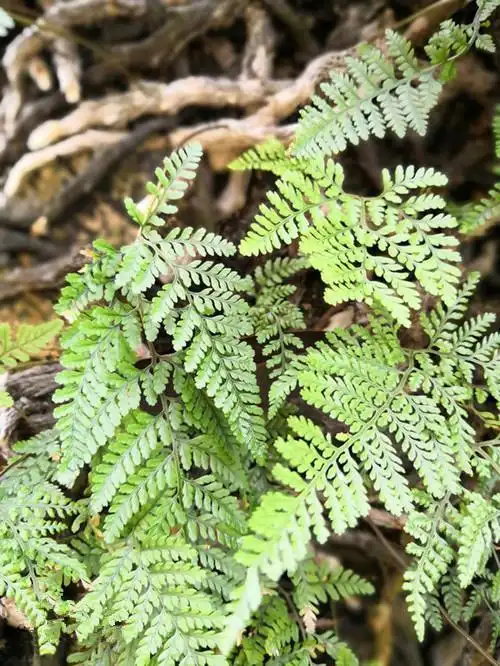 可以代替骨碎补用的白毛蛇你认识吗?你知道它有什么秘密吗?