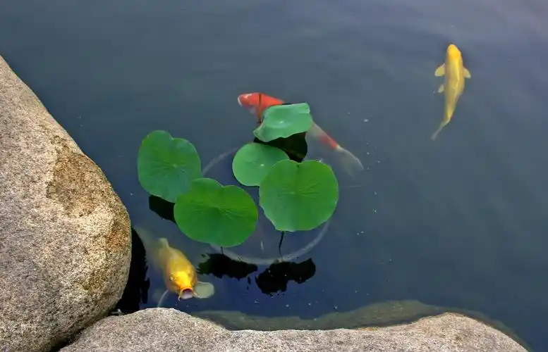 鱼在水中游我在岸上拍噗呲噗呲一群饿疯了的鱼群
