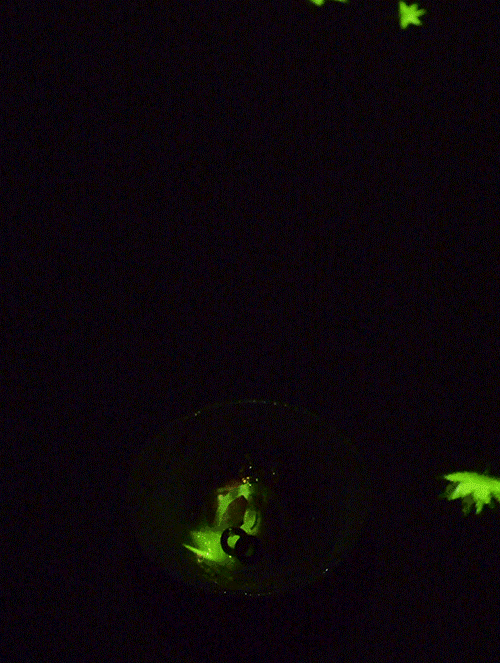 500_663竖版 竖屏gif 动态图 动图