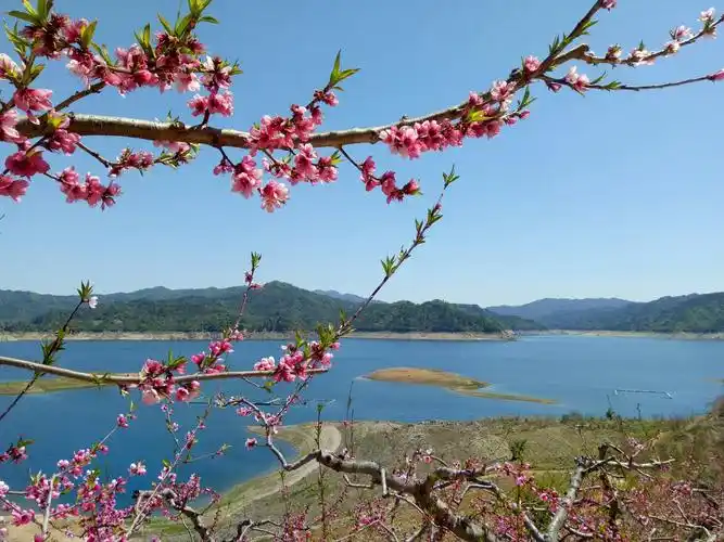 河口桃花红.手机摄影/轻骑踏月