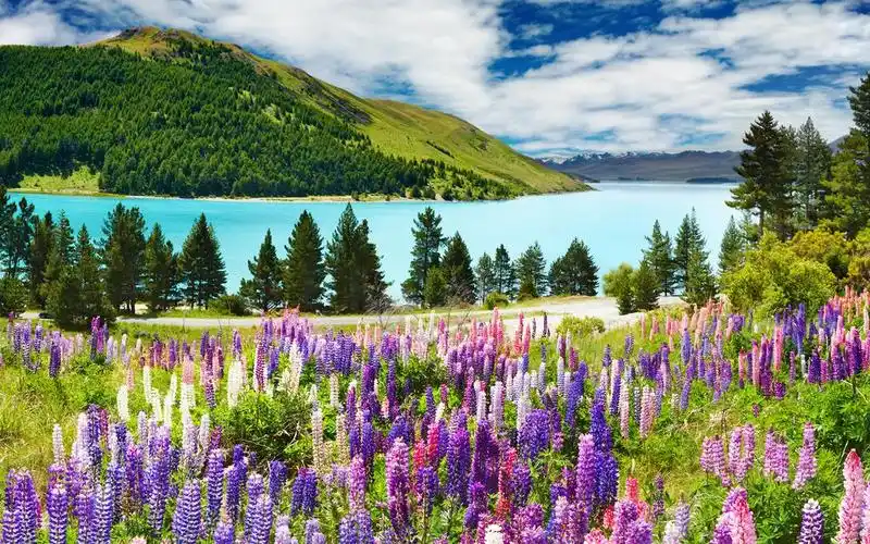 等待爱情的薰衣草,高清壁纸图片,鲜花背景-回车桌面