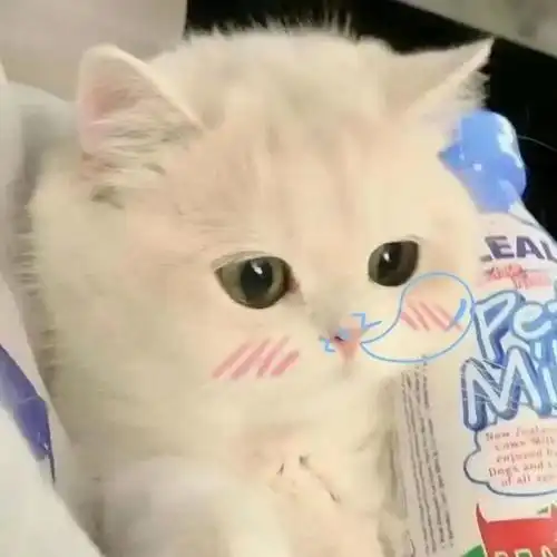 小奶猫可爱头像.