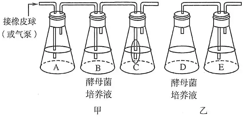 (20分)图为"探究酵母菌的呼吸方式"的实验装置图,请据图分析:(1)a瓶