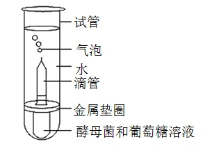 某小组在25室温下进行了酵母菌无氧呼吸的探究实验如图下列分析错误的