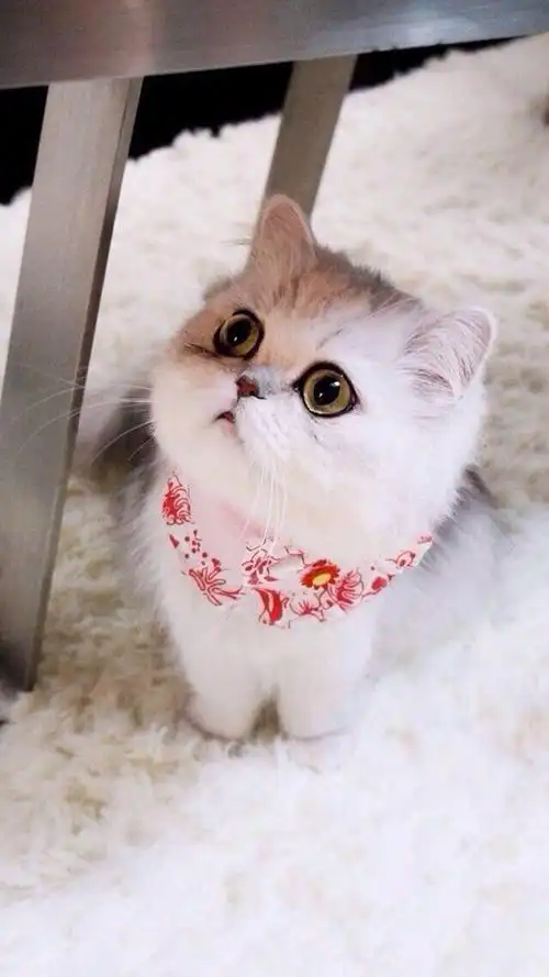 奶猫合集,高清图片,手机锁屏桌面-壁纸族