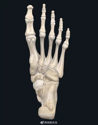 足部解剖和常见足部问题