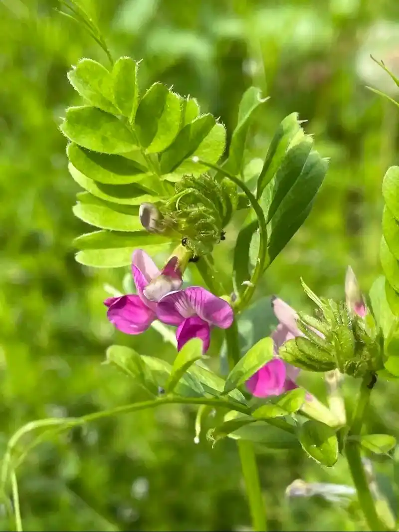 豆科野豌豆属,多年生草本.根茎匍匐,茎柔细 - 抖音