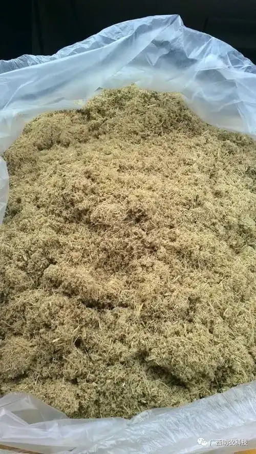 如何在农业种养中充分利用甘蔗渣_秸秆饲料利用技术_发酵饲料牧草_高