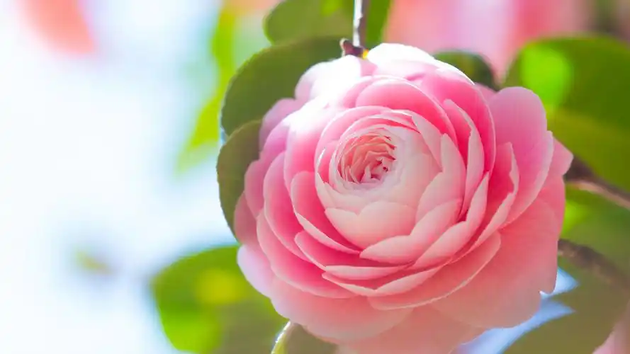 粉红色茶花桌面壁纸高清大图预览1920x1080_花卉壁纸下载_墨鱼部落格