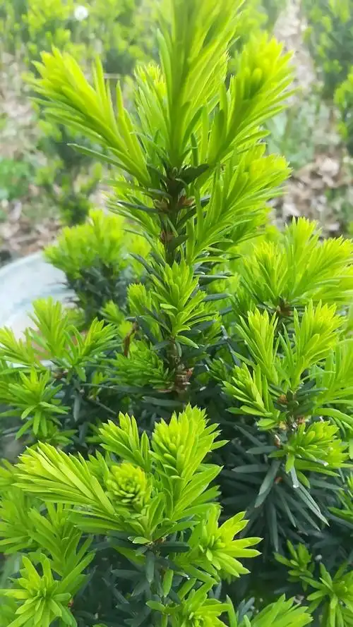 泰安红豆杉繁育推广中心1515383311113465380299张恒国