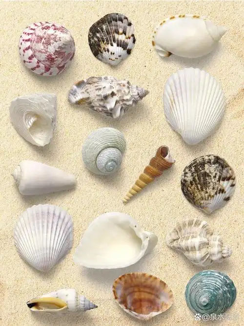 分享一组各种各样的贝壳海螺素材,可应用于摄影后期修图,海报设计