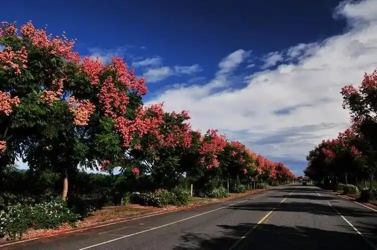 栾树绚烂红叶飒飒在浦东这些路上就能看