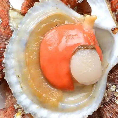 海鲜水产鲜活小红贝扇贝大额优惠券