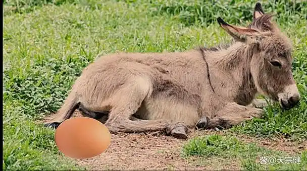 刀郎的歌曲《罗刹海市》全球播放量已达300多亿,超越吉尼斯世界纪录.