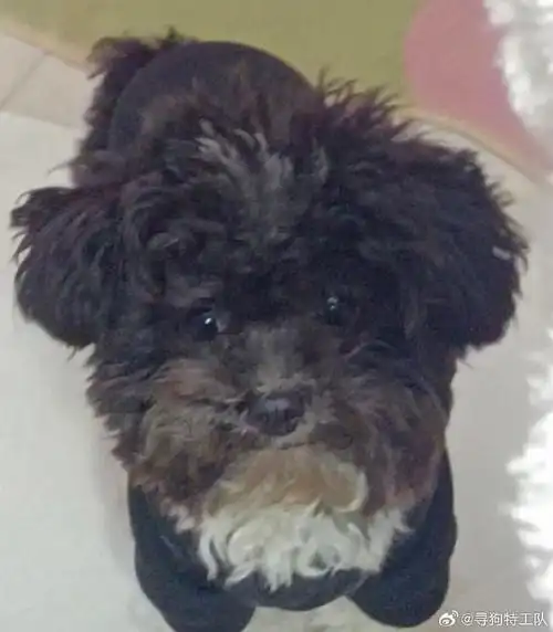 置顶#平顶山寻狗#【已找回】1岁多超小体花泰迪弟弟,名叫优优.