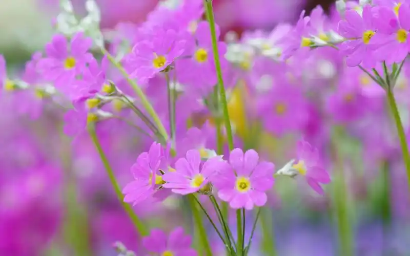 粉色唯美小清新花朵桌面背景图片-壁纸图片大全